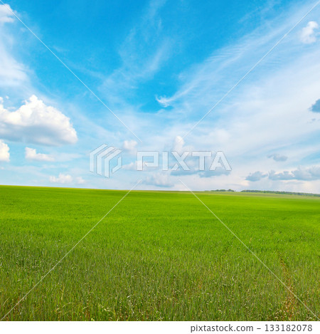 Green Wheat Field with Young Shoots under Blue Sky and White Clouds in Rural Landscape Green Wheat Field with Young Shoots under Blue Sky and White Clouds in Rural Landscape 133182078