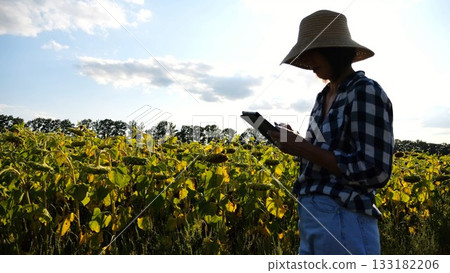 Female agronomist using digital tablet at sunflower meadow at sunny day. Adult farmer monitoring harvest at yellow flower field at sunset. Beautiful scenic landscape. Concept of agricultural business Female agronomist using digital tablet at sunflower meadow at sunny day. Adult farmer monitoring harvest at yellow flower field at sunset. Beautiful scenic landscape. Concept of agricultural business 133182206