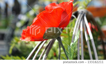 Closeup of red poppy flower serving as universal sign of memory in military cemetery. At blur background ukrainian flags mark graves of fallen soldiers creating solemn tribute to sacrifice and memory Closeup of red poppy flower serving as universal sign of memory in military cemetery. At blur background ukrainian flags mark graves of fallen soldiers creating solemn tribute to sacrifice and memory 133182211