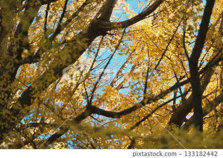 Looking up at a large ginkgo tree from below 133182442