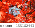 A photo surrounded by bright red autumn leaves 133182443
