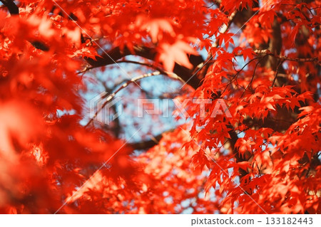 照片周圍環繞著鮮紅的秋葉。 133182443