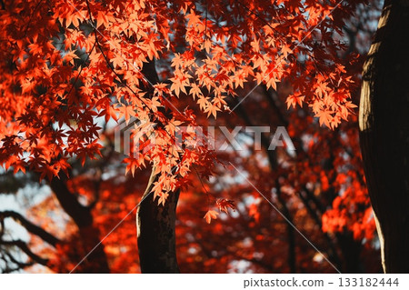 The striking contrast of bright red autumn leaves illuminated by the setting sun 133182444