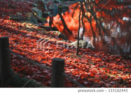 Fallen autumn leaves in the garden 133182445