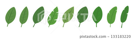 Set of tropical leaves. Botanical foliage collection in green tones Set of tropical leaves. Botanical foliage collection in green tones 133183220