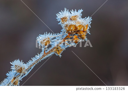 Plant covered in frosty ice crystals. Winter close-up background Plant covered in frosty ice crystals. Winter close-up background 133183326