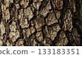 Tree bark texture 133183351