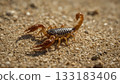 Scorpion on Desert Sand 133183406