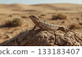 Desert Lizard on Rock 133183407