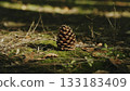 Pinecone on Moss in the Forest 133183409