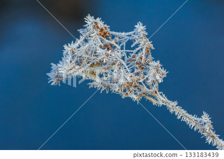 Plant covered in frosty ice crystals. Winter close-up background Plant covered in frosty ice crystals. Winter close-up background 133183439