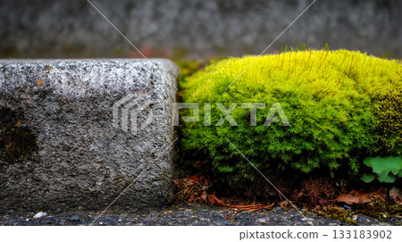 Close-up of granite curbs covered with moss on a city street, the need to eliminate pollution, the importance of maintaining city streets and removing dirt Close-up of granite curbs covered with moss on a city street, the need to eliminate pollution, the importance of maintaining city streets and removing dirt 133183902