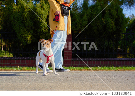 Small dog on leash walking with owner in sunny day Small dog on leash walking with owner in sunny day 133183941