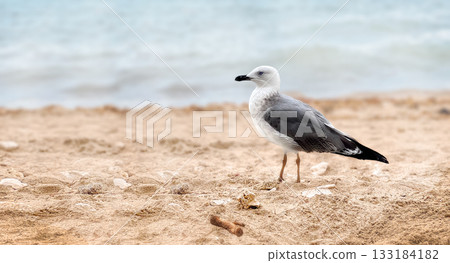 A seagull stands on sandy beach near the water. The bird has gray and white feathers with a black wingtip.  133184182