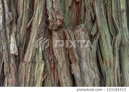 The bark of the tallest sequoia tree on Earth [Background material] 133184313