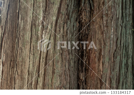 水杉樹皮雕塑，這種巨樹被譽為活化石。 133184317