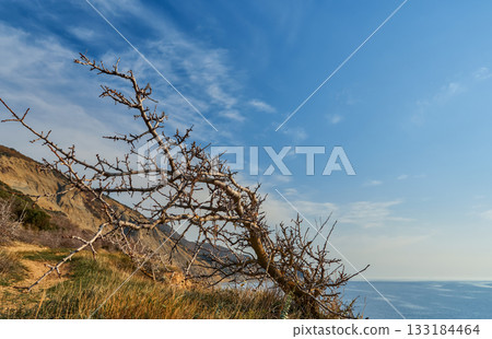 Autumn on the Mediterranean coast, a leafless tree trunk bent by the wind, a view from high cliffs onto a calm sea Autumn on the Mediterranean coast, a leafless tree trunk bent by the wind, a view from high cliffs onto a calm sea 133184464