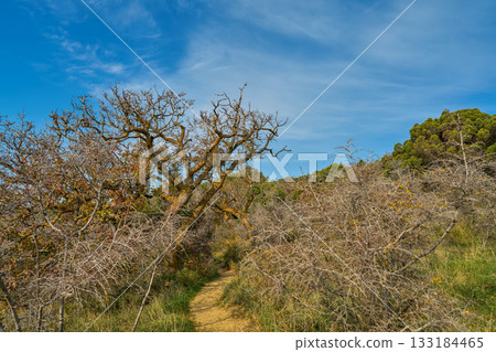 Forest walks on a weekend, warm autumn weather and health restoration after a hard work week, a poster for a background with a forest bath idea 133184465