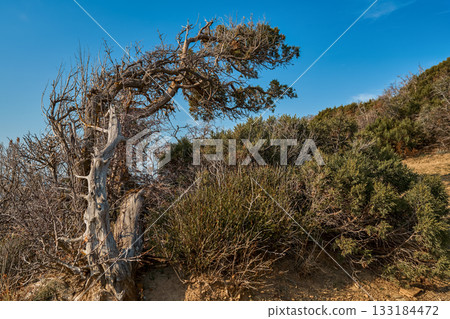 An old tree bent by strong winds on the sea, an autumn view of the coast in the mountains by the Mediterranean, a natural landscape and forest walks for health restoration An old tree bent by strong winds on the sea, an autumn view of the coast in the mountains by the Mediterranean, a natural landscape and forest walks for health restoration 133184472