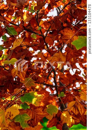 A vertical shot of red maple leaves, the beginning of autumn, and the vibrant palette of changing seasons, an idea for a background or screensaver A vertical shot of red maple leaves, the beginning of autumn, and the vibrant palette of changing seasons, an idea for a background or screensaver 133184478