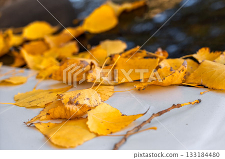 Yellow autumn leaves on the hood of a car, close-up of the leaves, an idea for a background or screensaver about autumn and the changing seasons 133184480