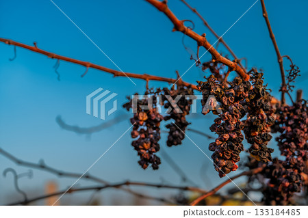 Bunches of frozen and dried-up diseased grapes against a bright blue autumn sky, old vineyards, a copy space about winemaking and vineyard care Bunches of frozen and dried-up diseased grapes against a bright blue autumn sky, old vineyards, a copy space about winemaking and vineyard care 133184485