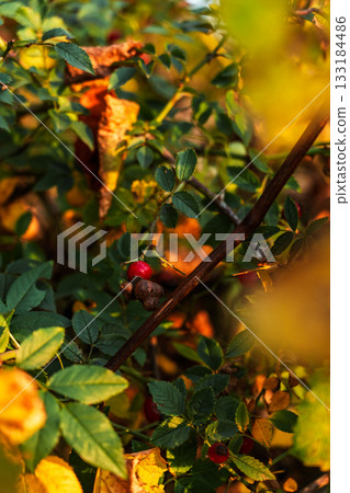 A vertical shot of rose hips and their fruits intertwined with wild grape vines, a vibrant autumn palette for a background or screensaver 133184486