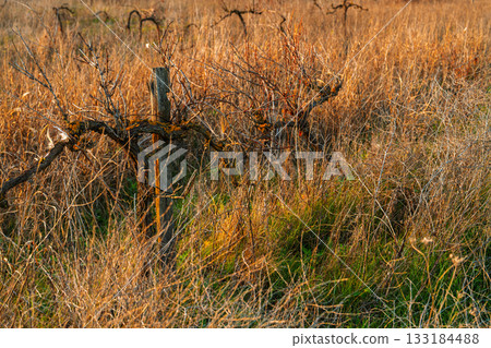 A view of an overgrown vineyard with dry grass and dead grape vines, late autumn in old vineyards, the decline of a winemaking enterprise 133184488