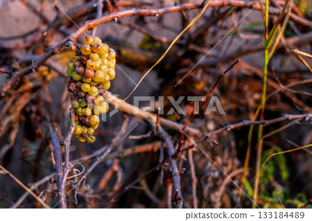 A bunch of grapes drying on the vine, close-up, late autumn in an abandoned vineyard, a bright palette of autumn colors 133184489