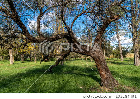Old acacia tree in coastal autumn forest, bright green grass after autumn rains, concept of caring for nature and changing seasons Old acacia tree in coastal autumn forest, bright green grass after autumn rains, concept of caring for nature and changing seasons 133184491