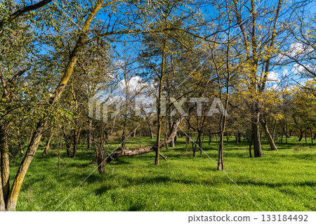 Landscape with a forest of acacia trees in the autumn forest, young grass growing after autumn rains, scenery of autumn deciduous forest in the valley Landscape with a forest of acacia trees in the autumn forest, young grass growing after autumn rains, scenery of autumn deciduous forest in the valley 133184492