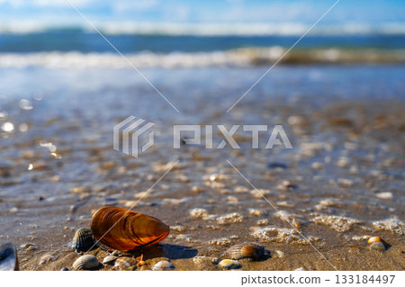 Cracked mussel shells on a sandy beach after a storm against the backdrop of the surf, selective focus on the power of nature and the energy of life, a seaside vacation in autumn Cracked mussel shells on a sandy beach after a storm against the backdrop of the surf, selective focus on the power of nature and the energy of life, a seaside vacation in autumn 133184497