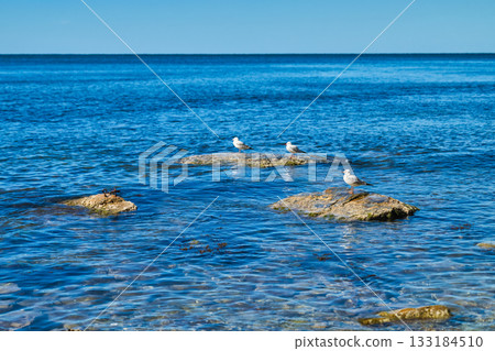 Seagulls resting on rocks near the coastline, a bright sunny day and a clear sea horizon, a poster about ecosystems and a background for the interior Seagulls resting on rocks near the coastline, a bright sunny day and a clear sea horizon, a poster about ecosystems and a background for the interior 133184510