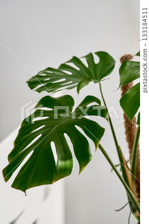 Vertical shot of a giant monstera against a white wall in an apartment interior, close-up of liana leaves in the sun, home space design concept with a green plant corner Vertical shot of a giant monstera against a white wall in an apartment interior, close-up of liana leaves in the sun, home space design concept with a green plant corner 133184511