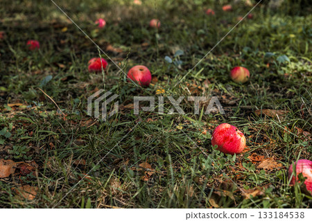 Close-up on ripe red apples fallen from tree on grass, concept of harvest in farms and growing fruit trees Close-up on ripe red apples fallen from tree on grass, concept of harvest in farms and growing fruit trees 133184538