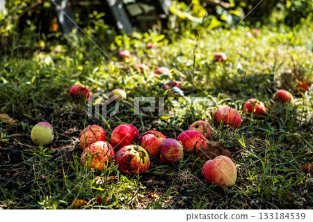 apples fallen from tree lie on lawn, selective focus on red apples in old orchard on sunny day apples fallen from tree lie on lawn, selective focus on red apples in old orchard on sunny day 133184539