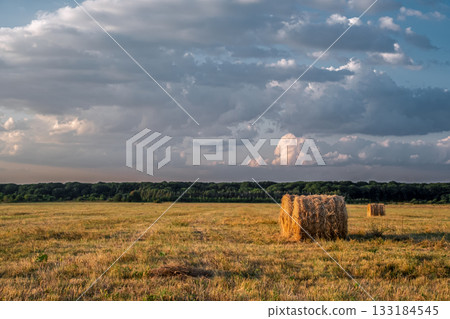 Evening landscape of field with hay rolls under sky clouds, meadow with mown grass harvesting hay for animal feed , copy space concepts eco farms natural products in concept of farm to table Evening landscape of field with hay rolls under sky clouds, meadow with mown grass harvesting hay for animal feed , copy space concepts eco farms natural products in concept of farm to table 133184545