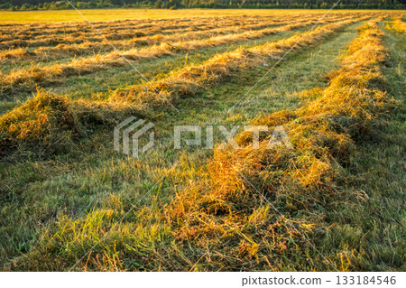 Preparing fodder for the winter, freshly mown grass drying in the field before harvesting, golden sunset over the meadow, the concept of eco farms and traditional subsistence farming 133184546