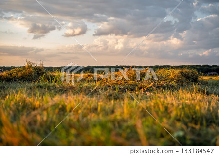 Mown grass drying in the field before being baled, warm evening in the field in the rays of the setting sun, agricultural landscape on the farm, copy space about the rhythms and routine of rural life 133184547