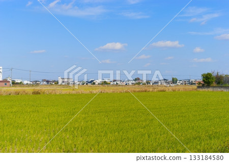 埼玉縣三里市風景。拍攝於2025年11月。 埼玉縣三里市風景。拍攝於2025年11月。 133184580