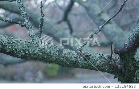 A weeping cherry tree covered in Parmeliorum moss 133184658