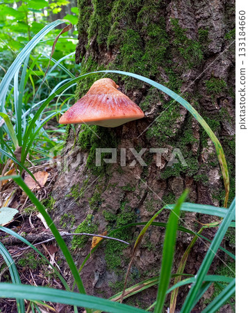 Orange Mushroom Clinging To Mossy Tree Trunk In A Lush Forest Close-Up Of Fungi And Nature Orange Mushroom Clinging To Mossy Tree Trunk In A Lush Forest Close-Up Of Fungi And Nature 133184660