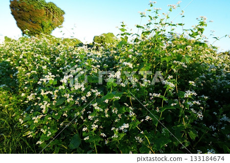 Buckwheat flowers Buckwheat flowers 133184674