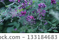 Many bush clover flowers herald the arrival of autumn Many bush clover flowers herald the arrival of autumn 133184683