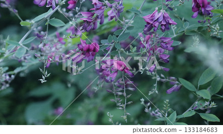Many bush clover flowers herald the arrival of autumn Many bush clover flowers herald the arrival of autumn 133184683