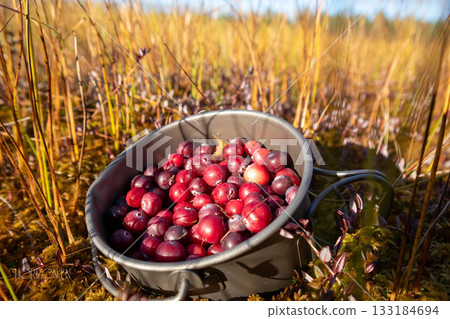 Ripe cranberries in a metal bucket collected in a bog. In the background is the autumn yellow grass of the bog. 133184694