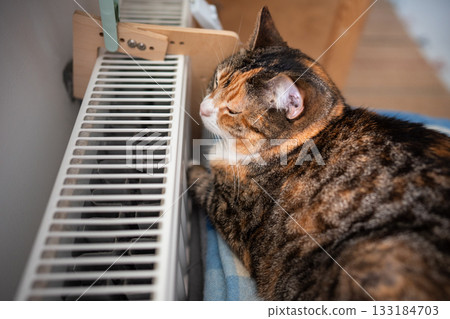 Domestic cat basking and napping near hot radiator at home, kitty during heating season in winter.  133184703