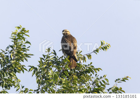 buzzard perched on a tree buzzard perched on a tree 133185101