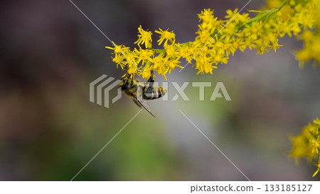 Japanese bee 133185127