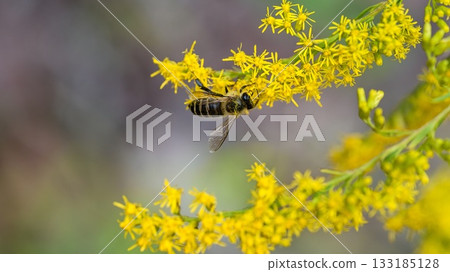 Japanese bee 133185128